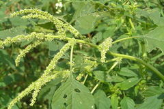 Amaranthus spinosus